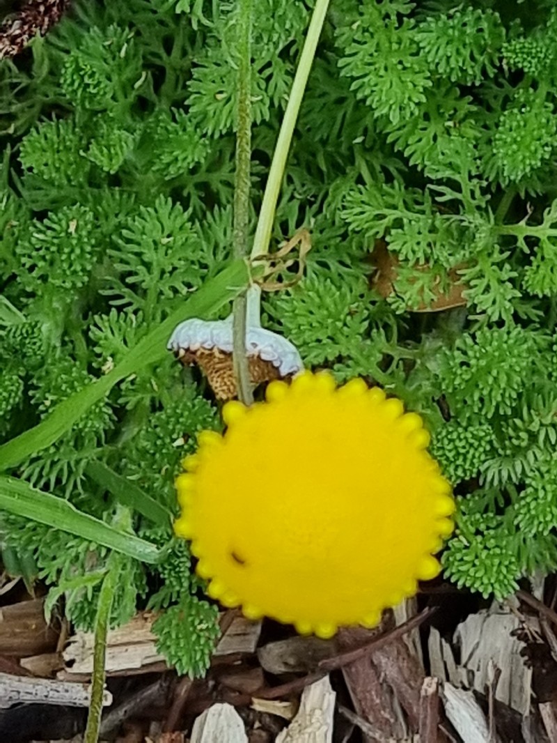 Cotula discolor photo 5