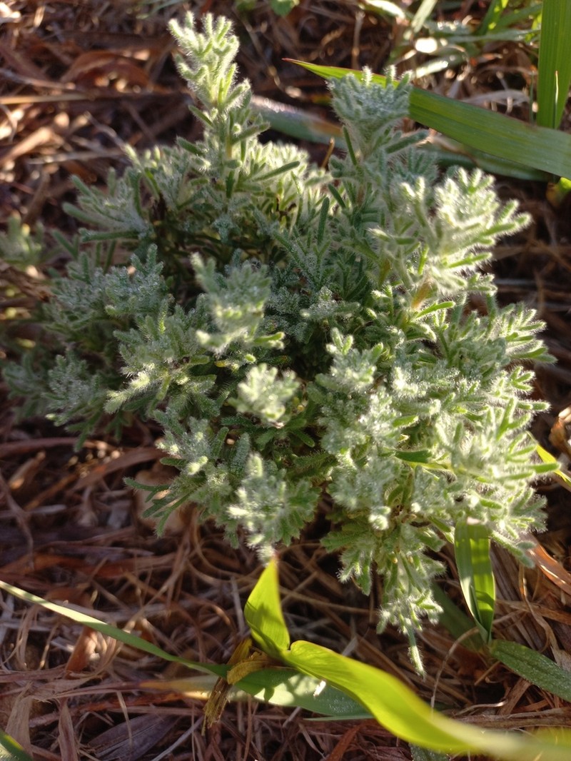Cotula discolor photo 7