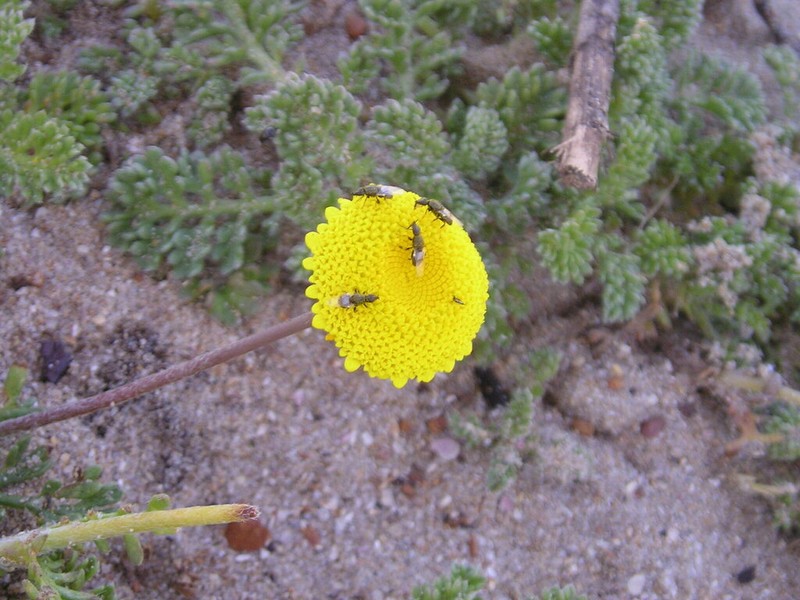 Cotula discolor photo 8