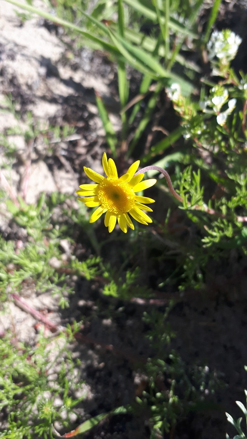 Cotula duckittiae