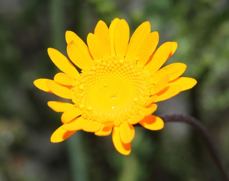 Cotula duckittiae photo 2