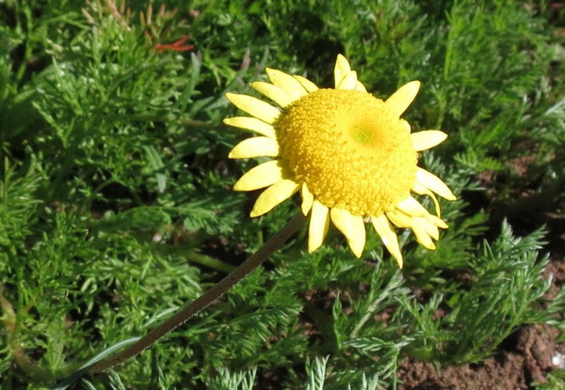 Cotula duckittiae photo 3