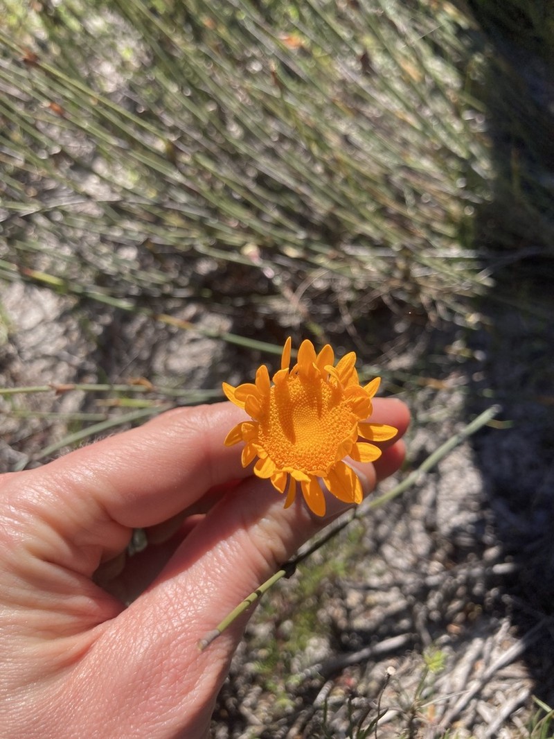 Cotula duckittiae photo 4