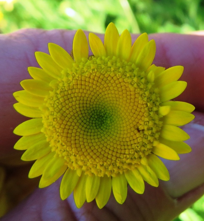 Cotula duckittiae photo 5
