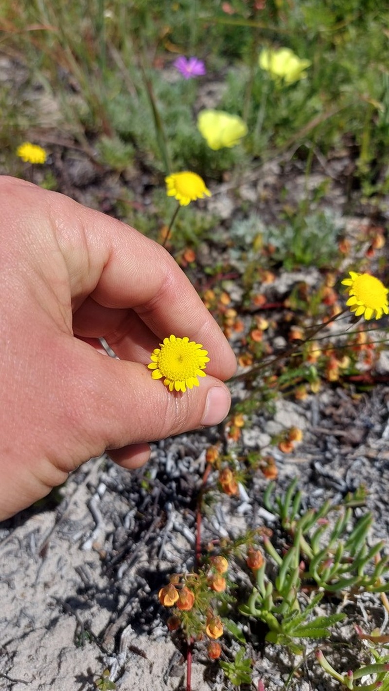 Cotula duckittiae photo 6