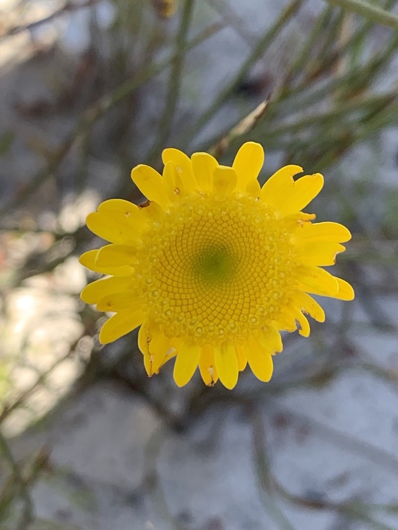 Cotula duckittiae photo 7