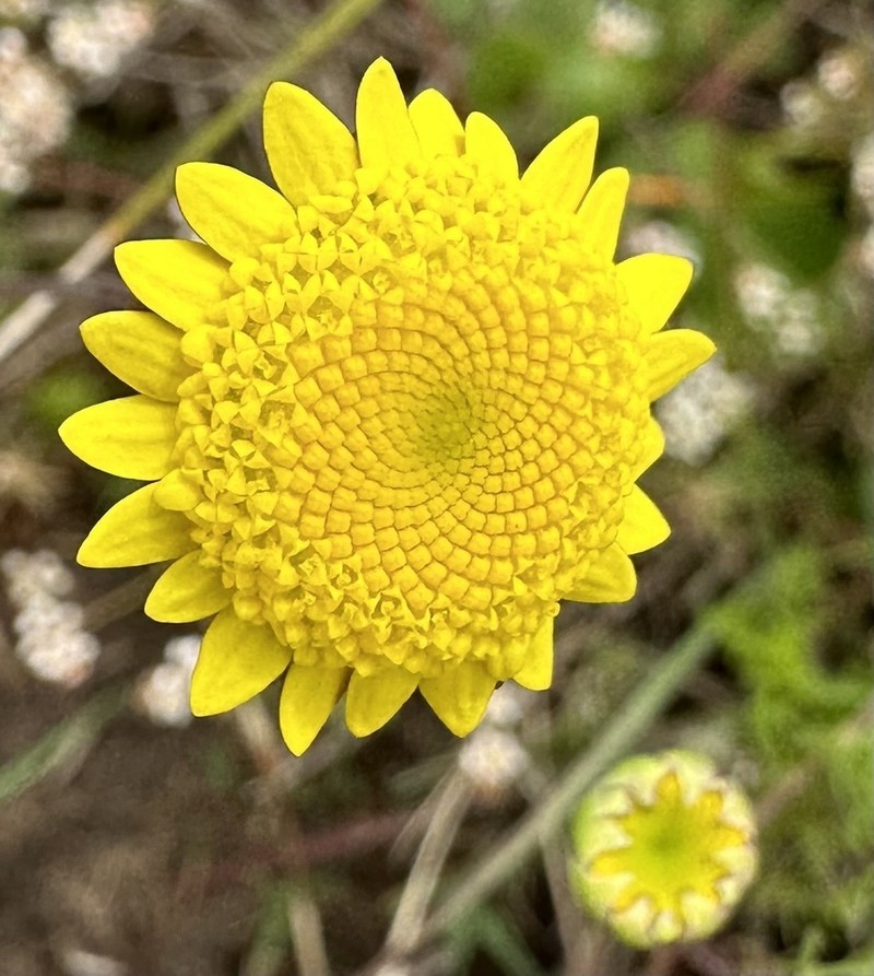 Cotula duckittiae photo 8