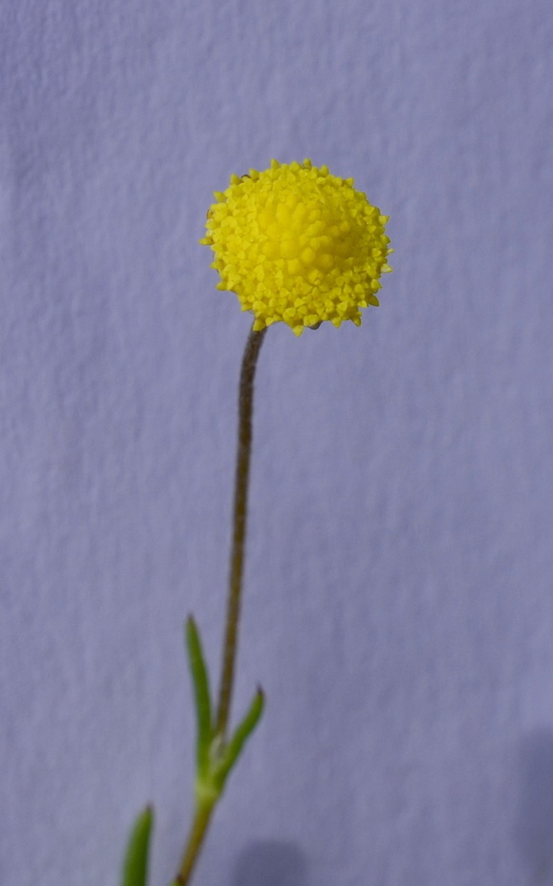 Cotula eckloniana