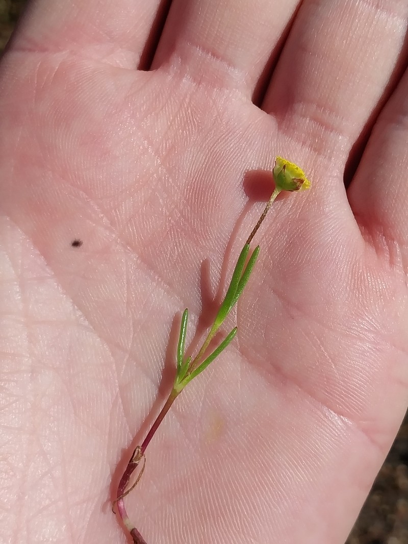 Cotula eckloniana photo 2