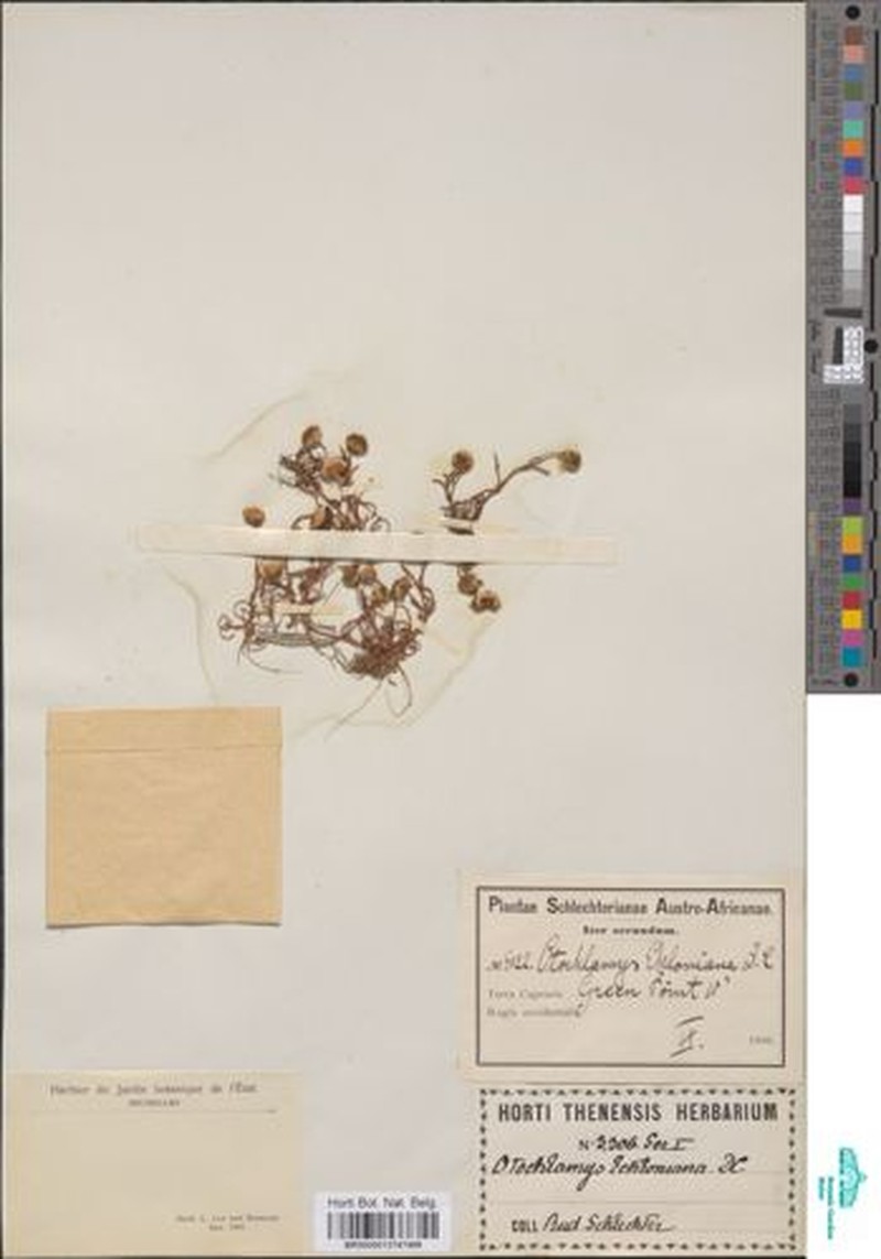 Cotula eckloniana photo 4