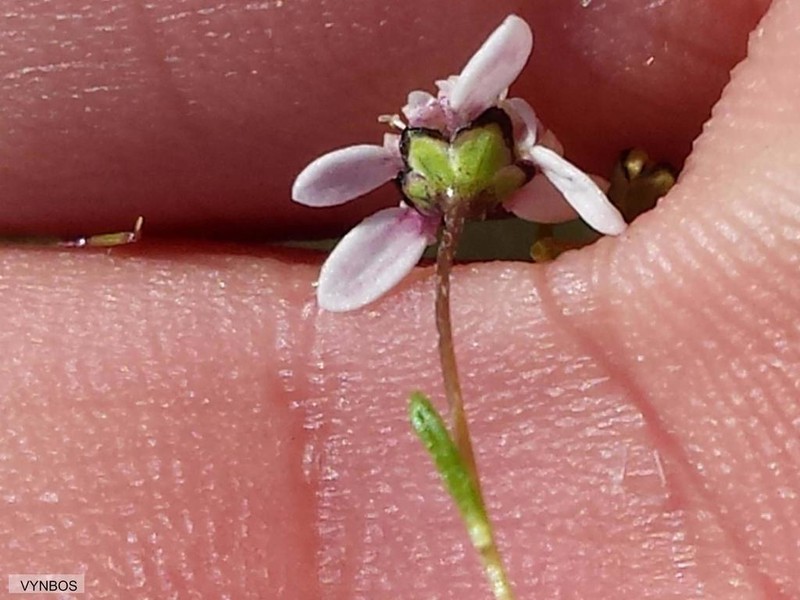 Cotula filifolia photo 2