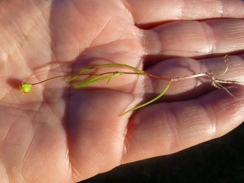 Cotula filifolia photo 3