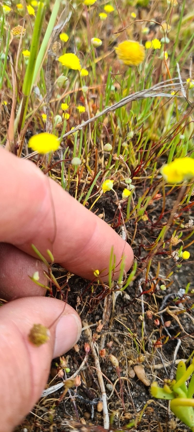 Cotula filifolia photo 4