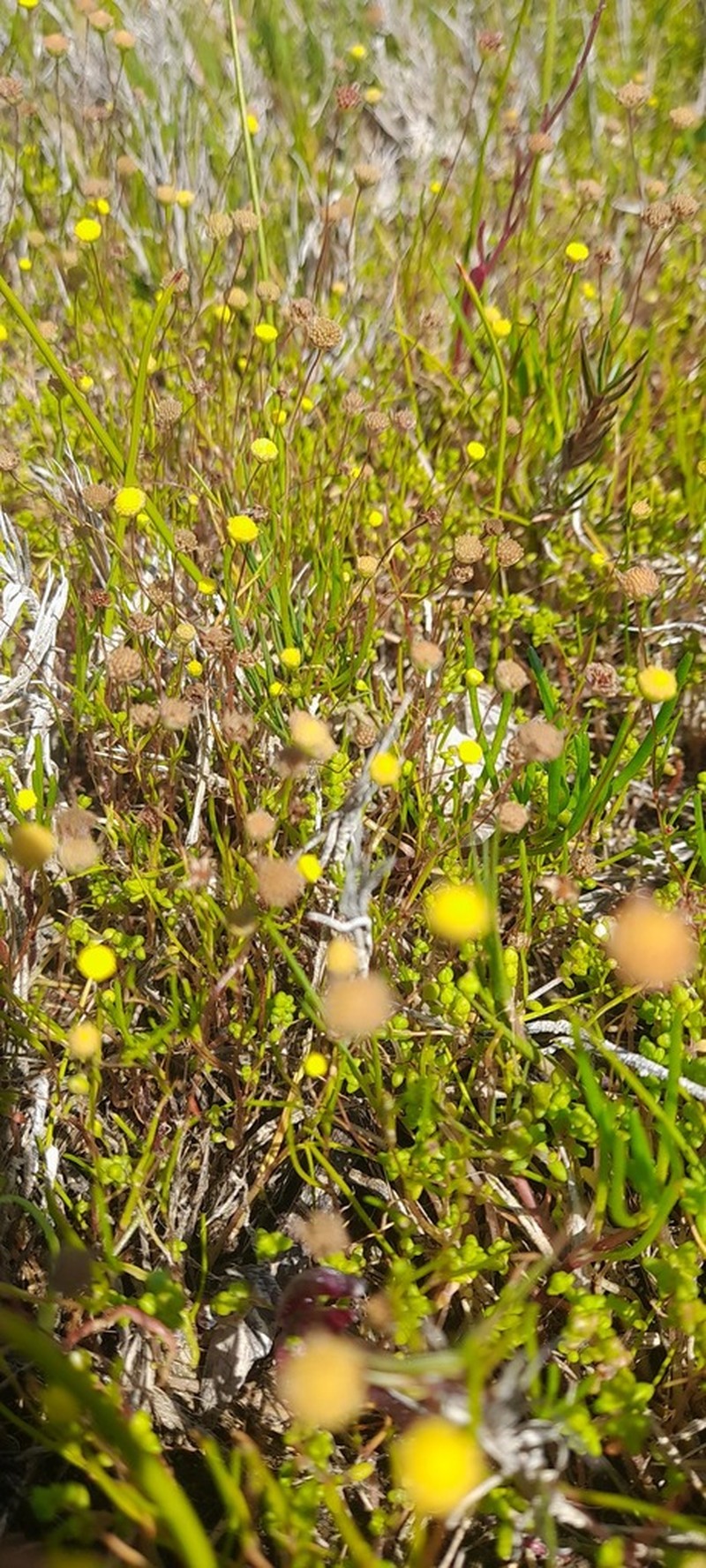 Cotula filifolia photo 5