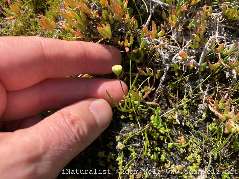 Cotula filifolia photo 6