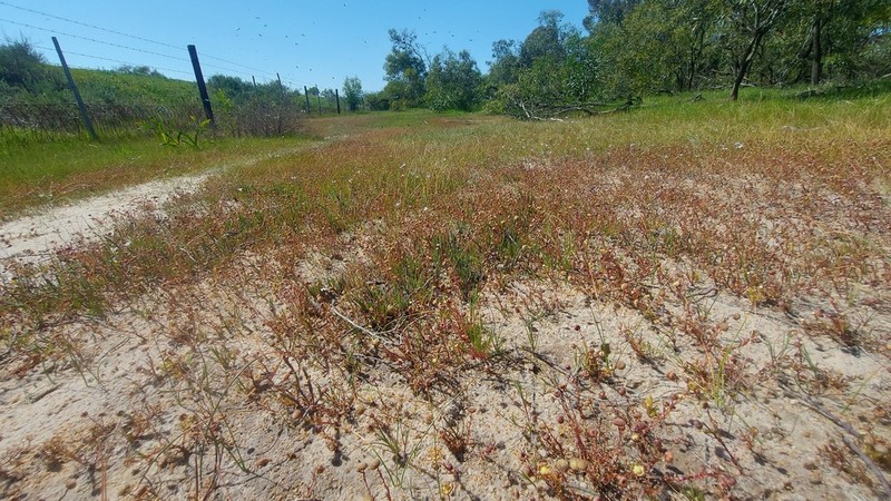 Cotula filifolia photo 7