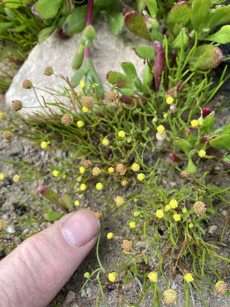 Cotula filifolia photo 8