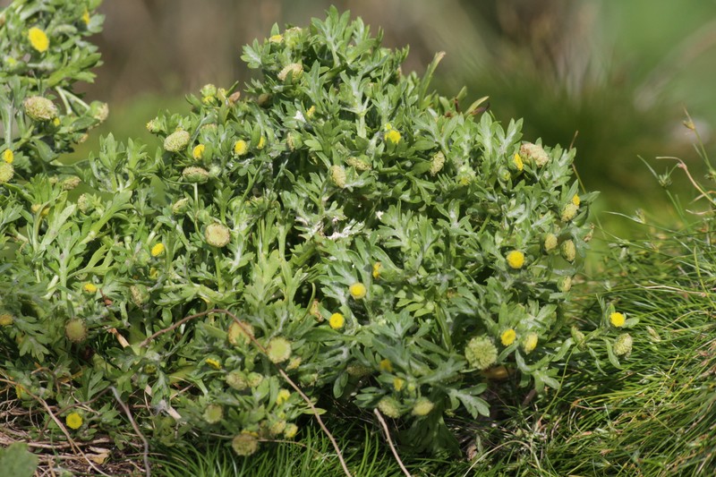 Cotula goughensis photo 2