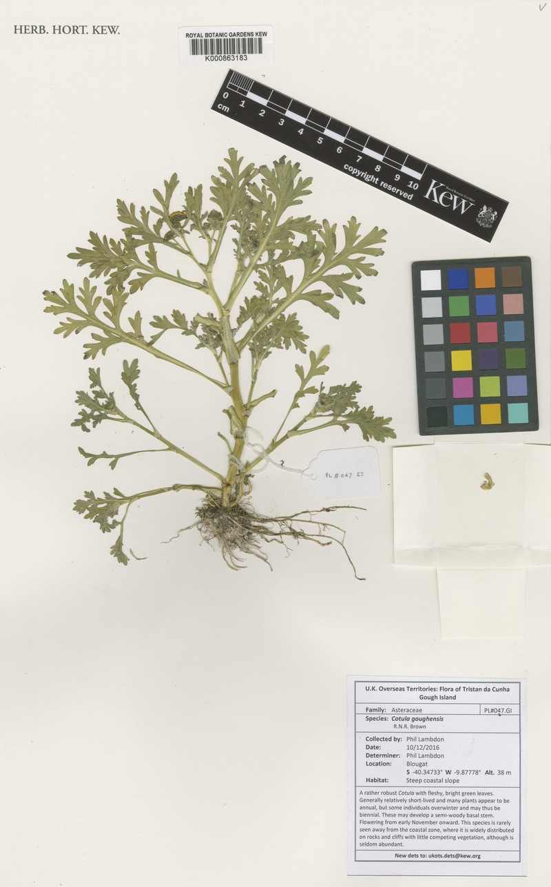 Cotula goughensis photo 3