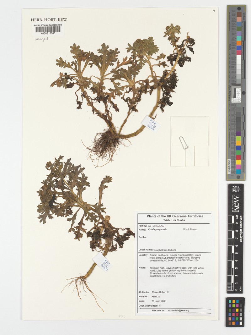 Cotula goughensis photo 4