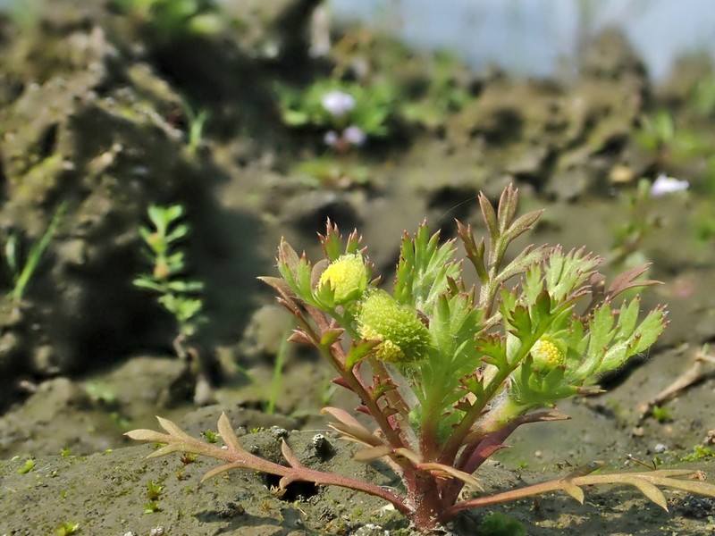 Cotula hemisphaerica
