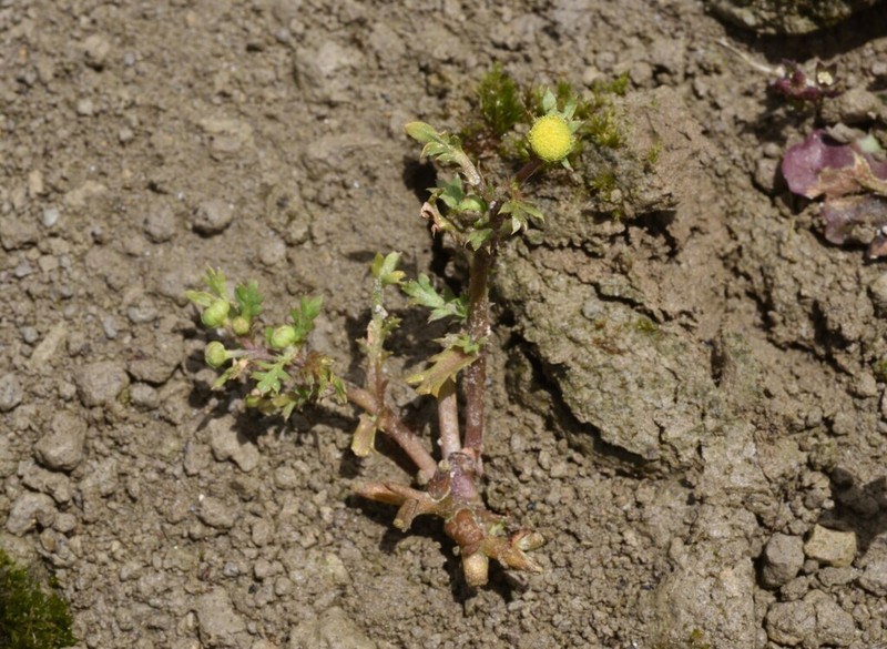 Cotula hemisphaerica photo 2