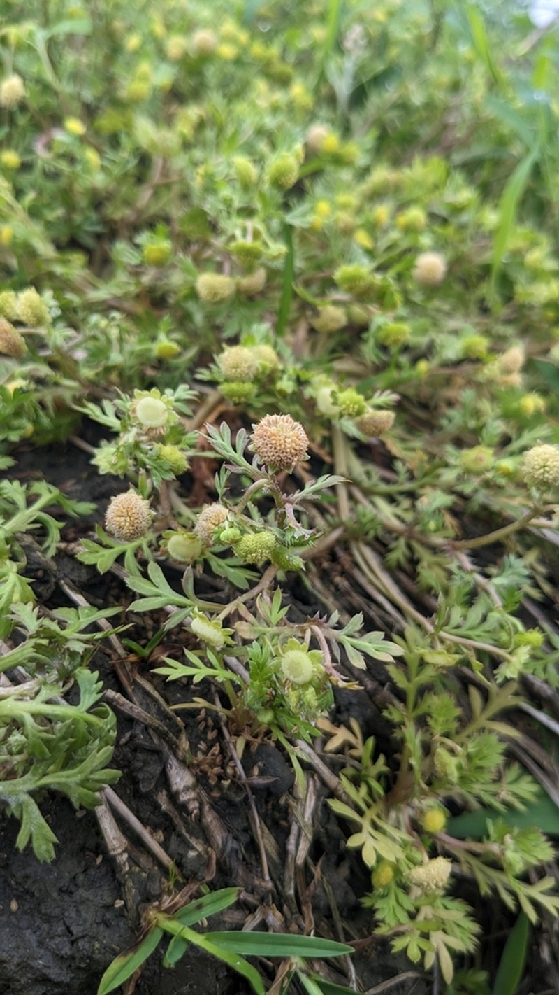 Cotula hemisphaerica photo 3