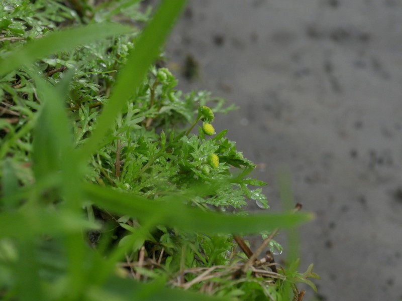 Cotula hemisphaerica photo 4