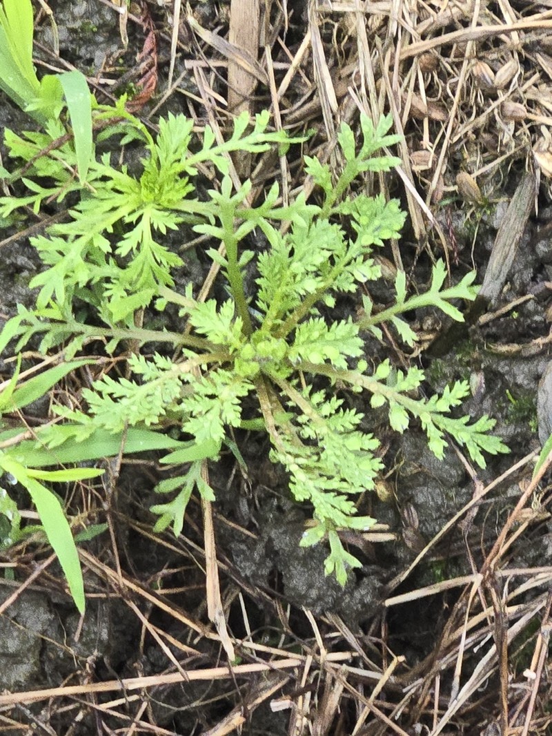 Cotula hemisphaerica photo 5