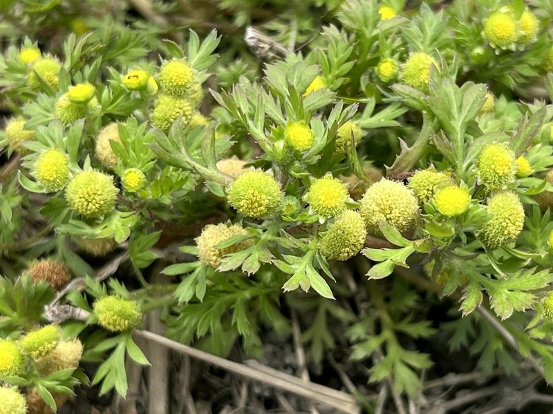 Cotula hemisphaerica photo 6