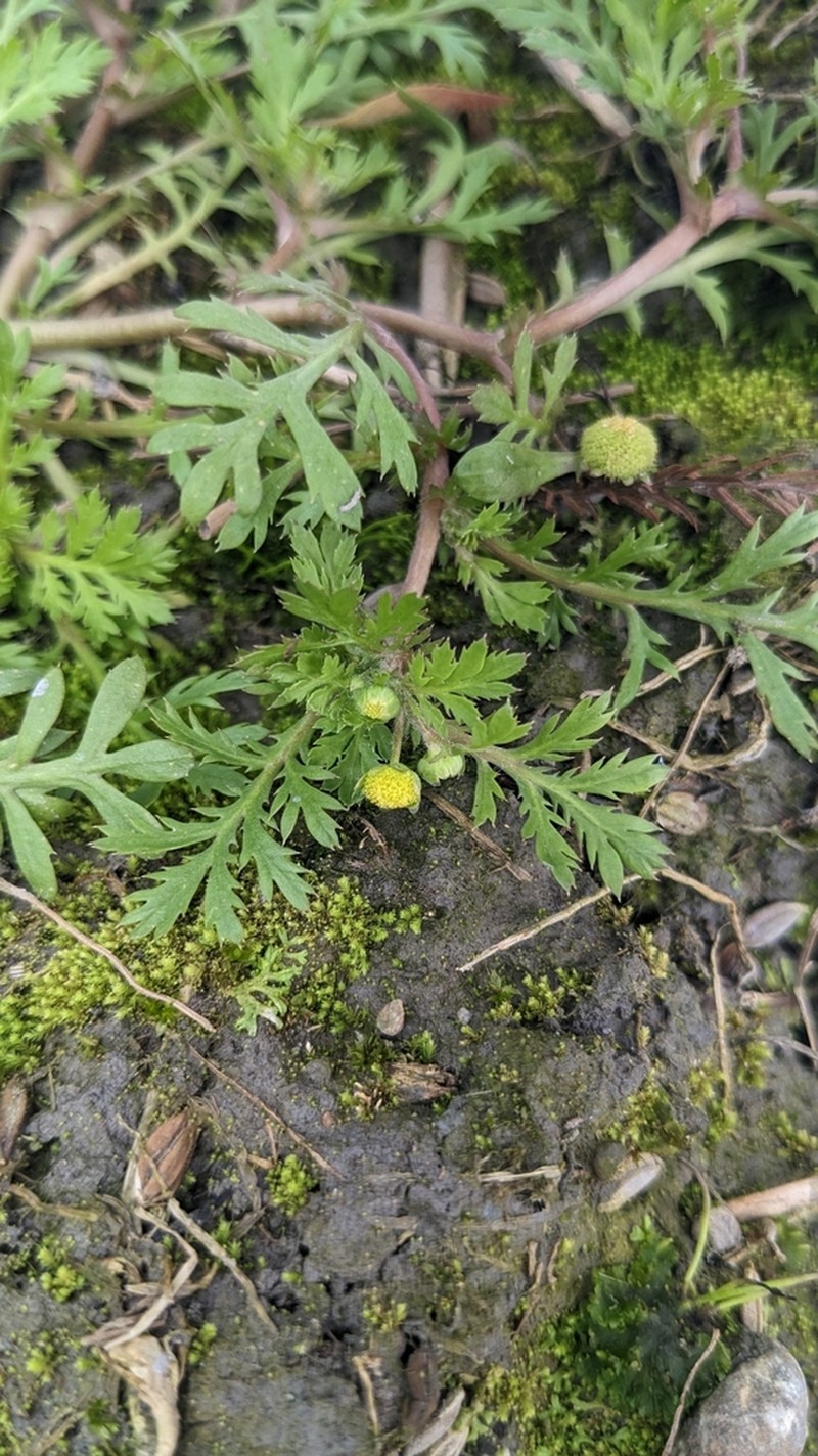 Cotula hemisphaerica photo 8
