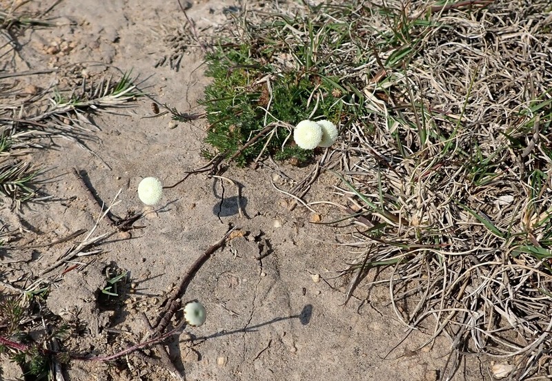 Cotula heterocarpa