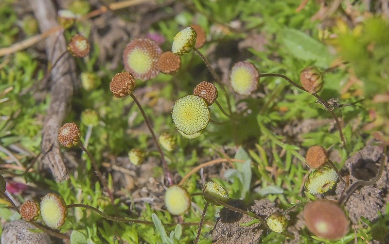 Cotula heterocarpa photo 2