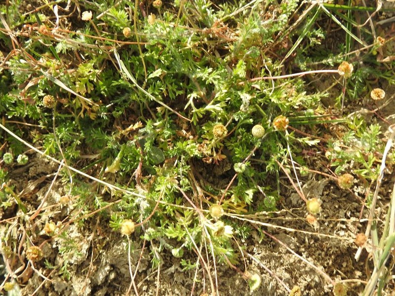 Cotula heterocarpa photo 3