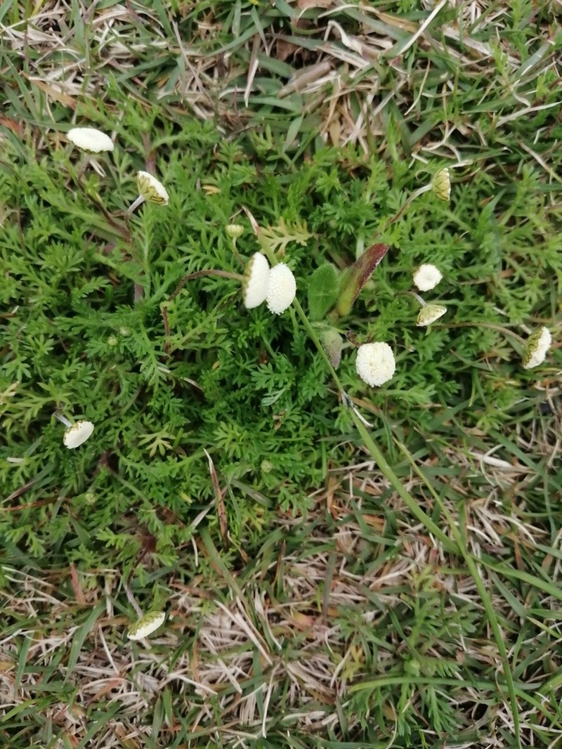 Cotula heterocarpa photo 4