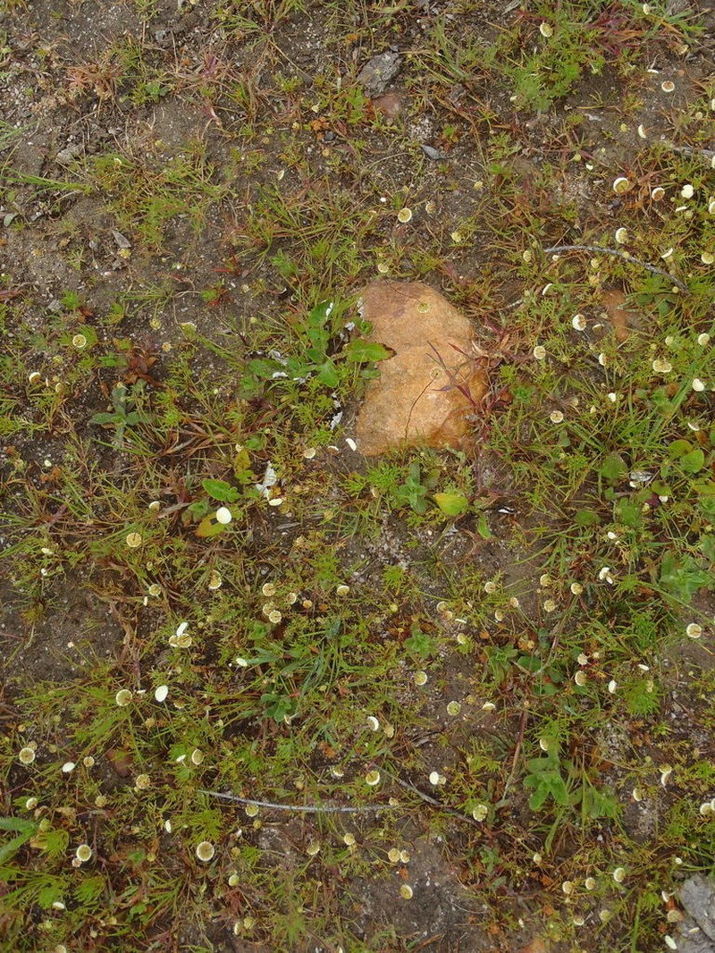 Cotula heterocarpa photo 5
