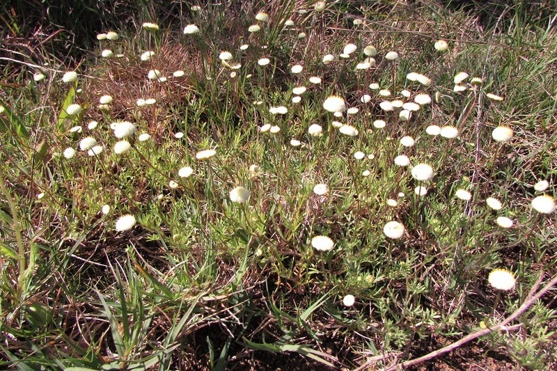 Cotula heterocarpa photo 6