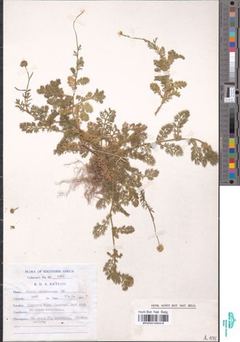 Cotula heterocarpa photo 7