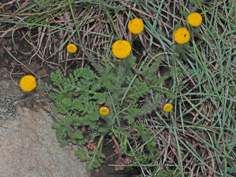 Cotula hispida