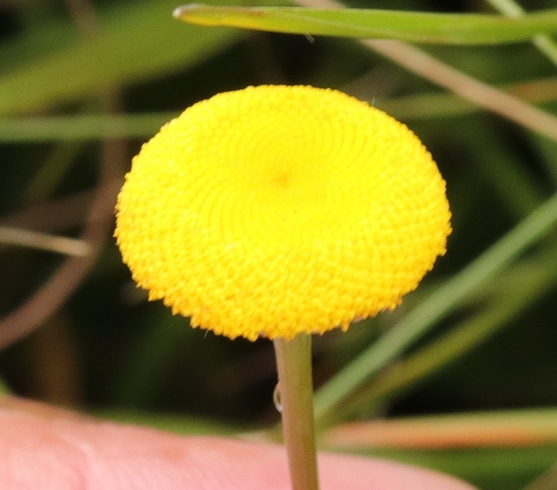 Cotula hispida photo 2