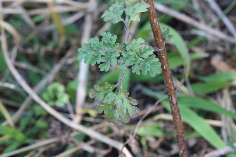 Cotula hispida photo 3