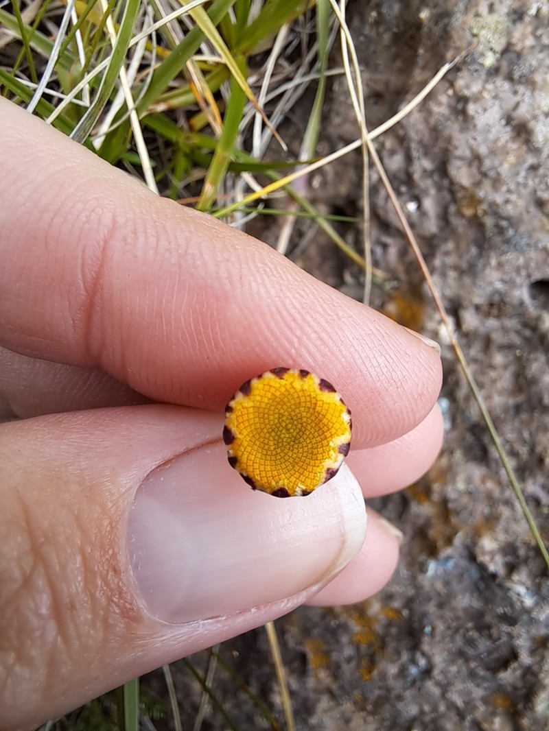 Cotula hispida photo 4