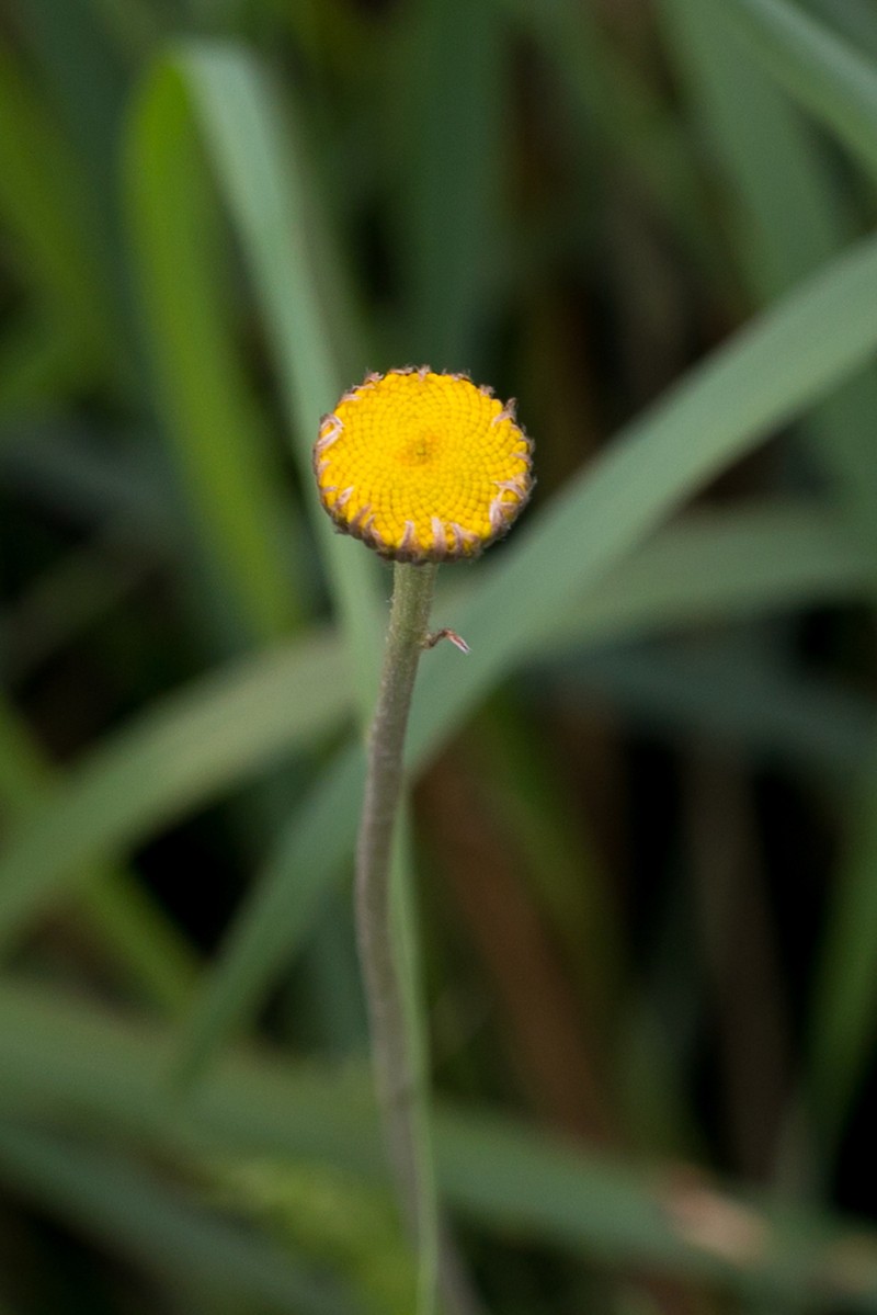 Cotula hispida photo 5