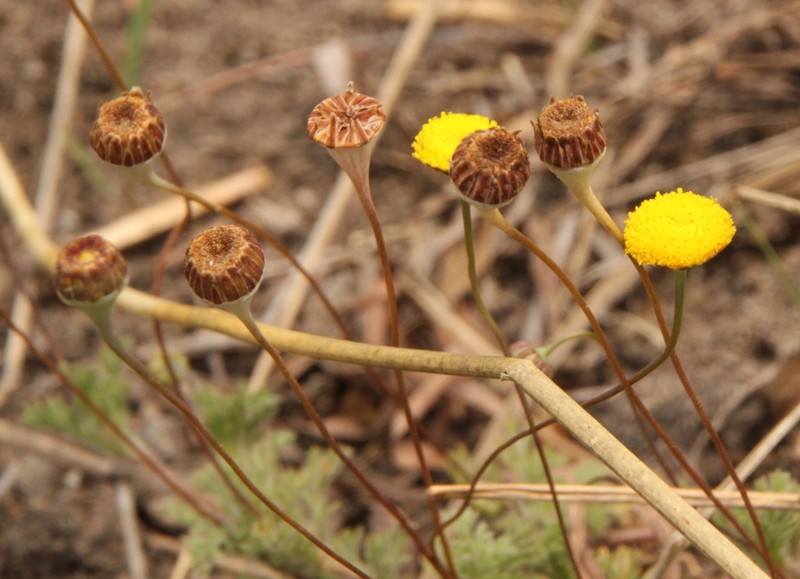 Cotula hispida photo 6