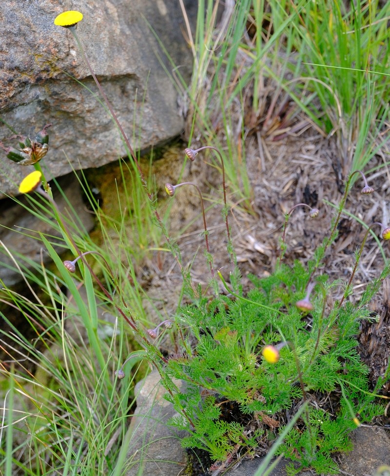 Cotula hispida photo 8