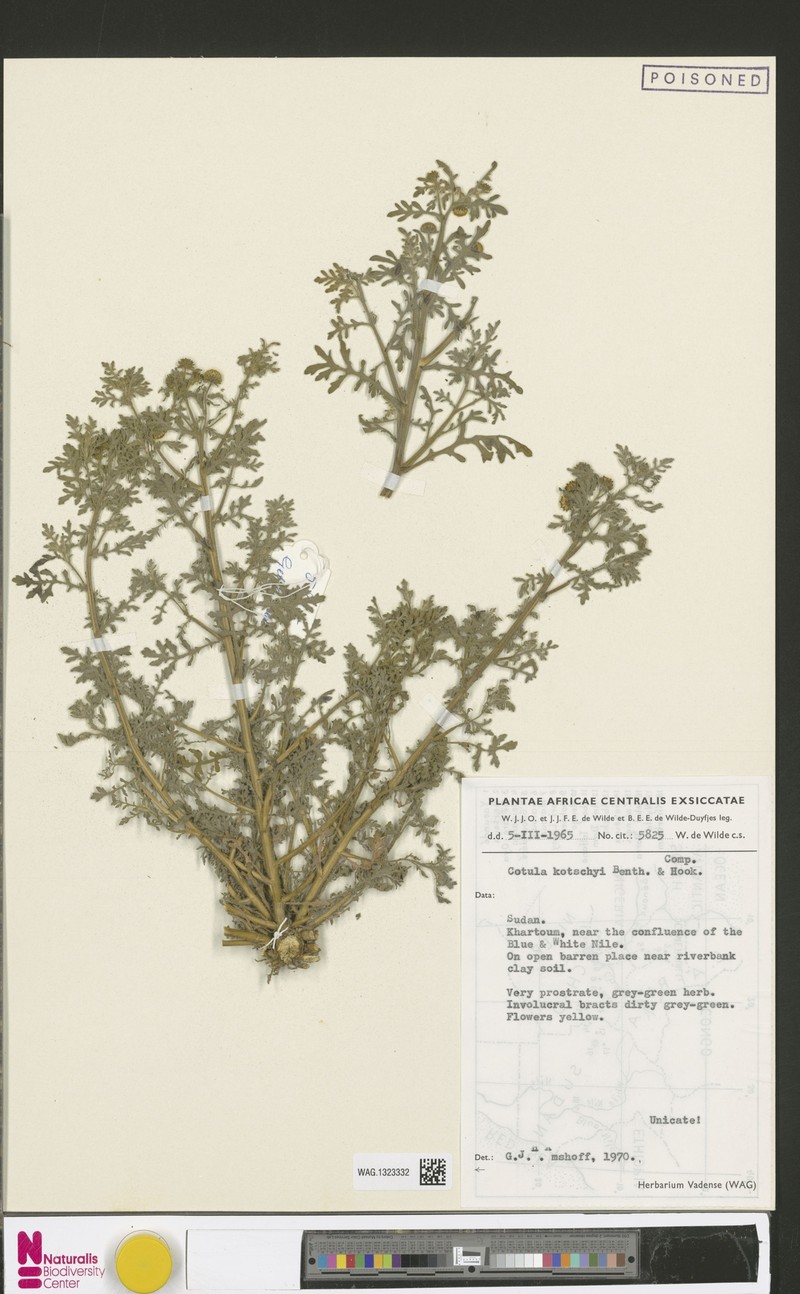 Cotula kotschyi photo 2