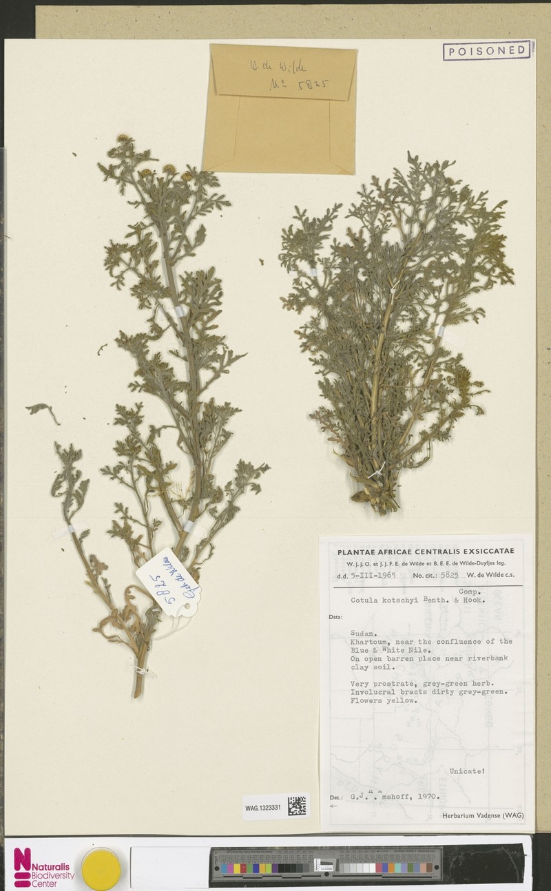 Cotula kotschyi photo 3