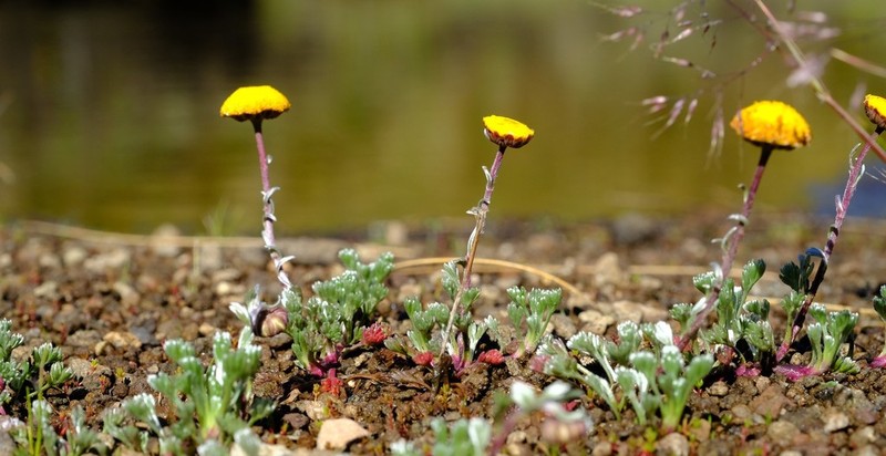Cotula lineariloba photo 2