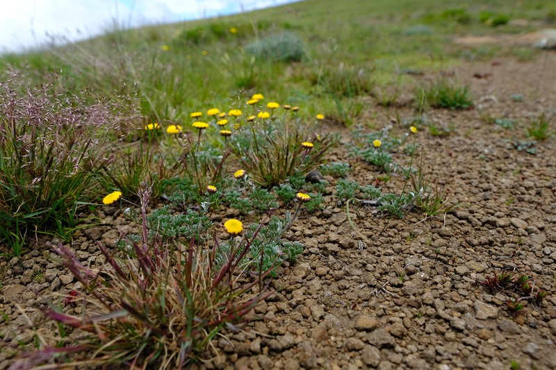 Cotula lineariloba photo 3