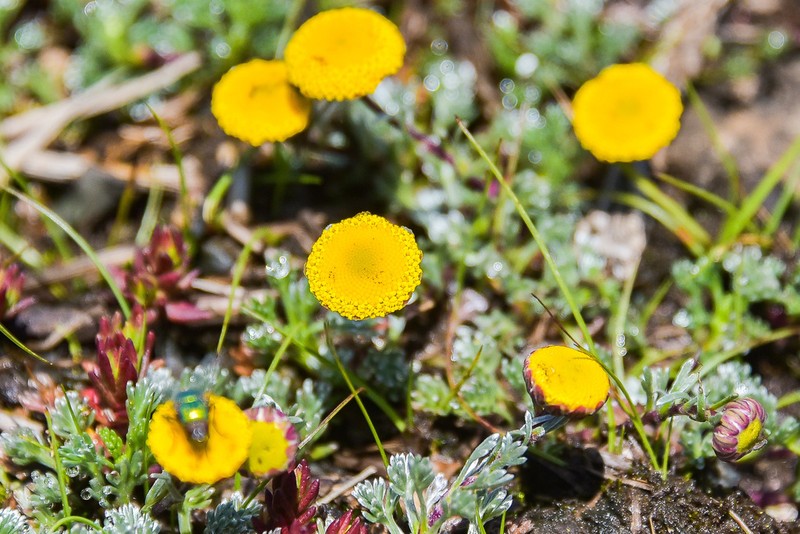 Cotula lineariloba photo 4